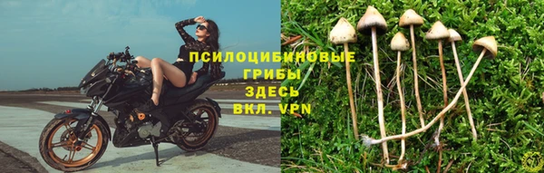стафф Аркадак